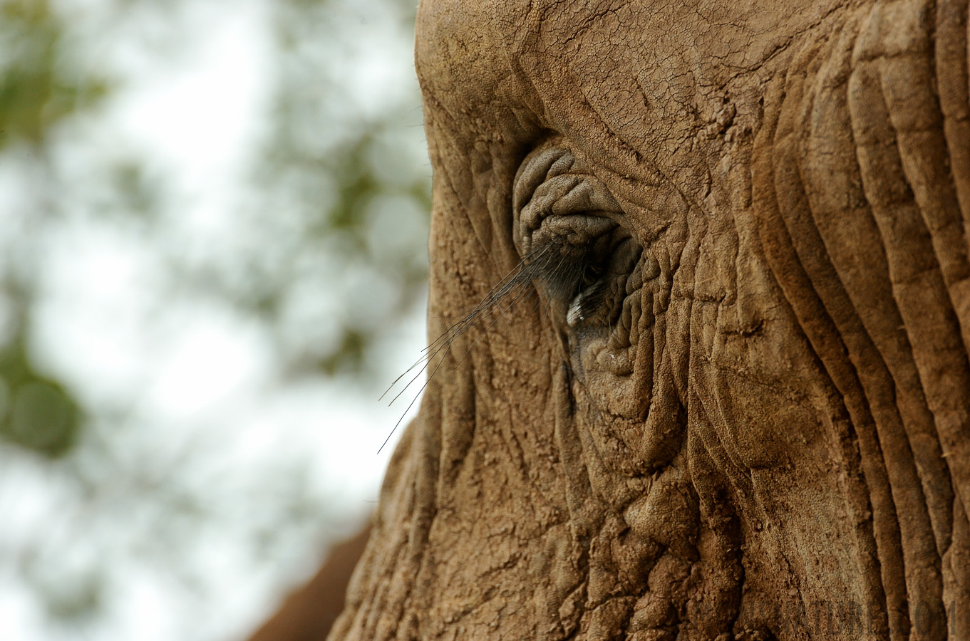 Loxodonta africana [550 mm, 1/800 sec at f / 8.0, ISO 1000]